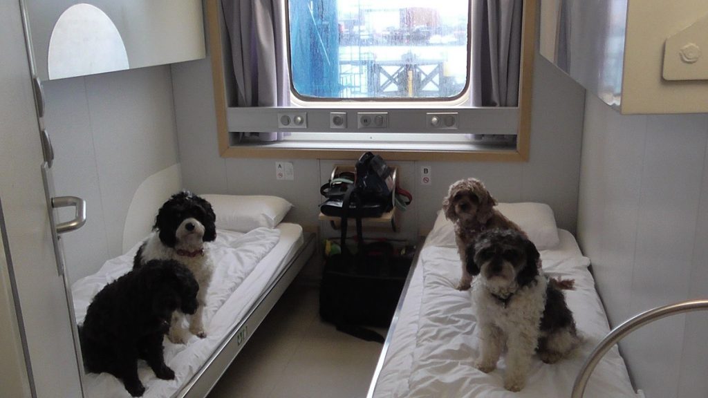 corsica ferries travel with dog