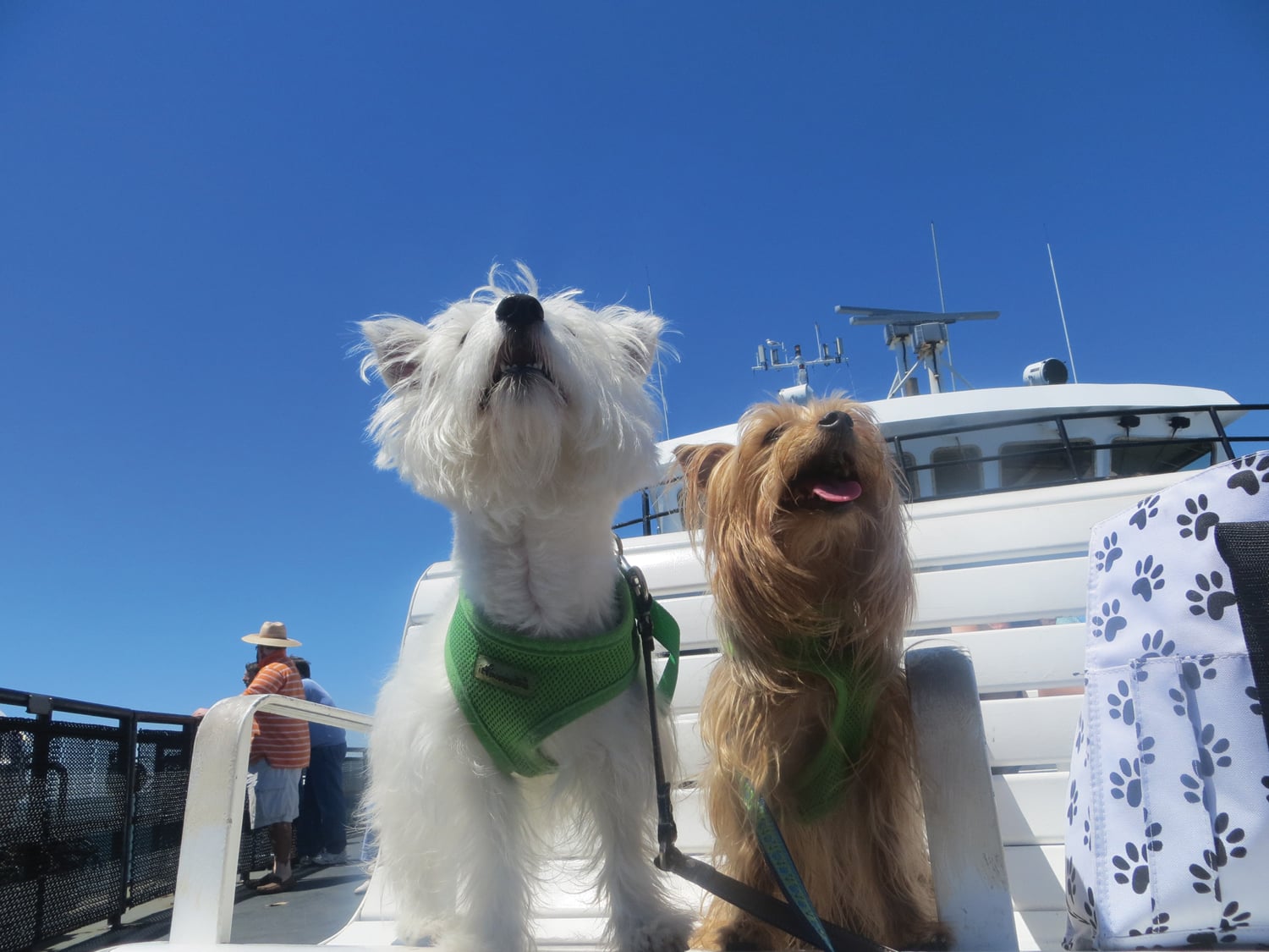 corsica ferries travel with dog