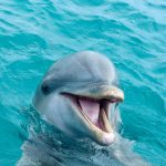 Comment voir des Dauphins en Corse - Grand Dauphin, Baleine et autres Cétacés!