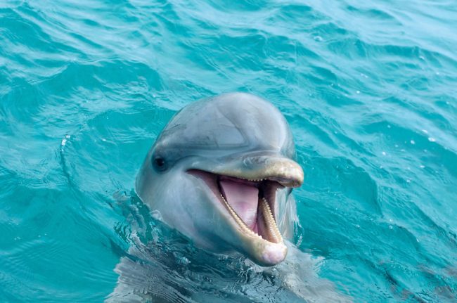 Comment voir des Dauphins en Corse - Grand Dauphin, Baleine et autres Cétacés!