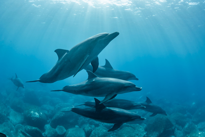 Exploration des réserves naturelles Corse et observation des dauphins